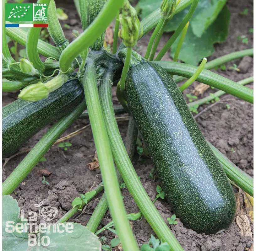 courgette a la piece