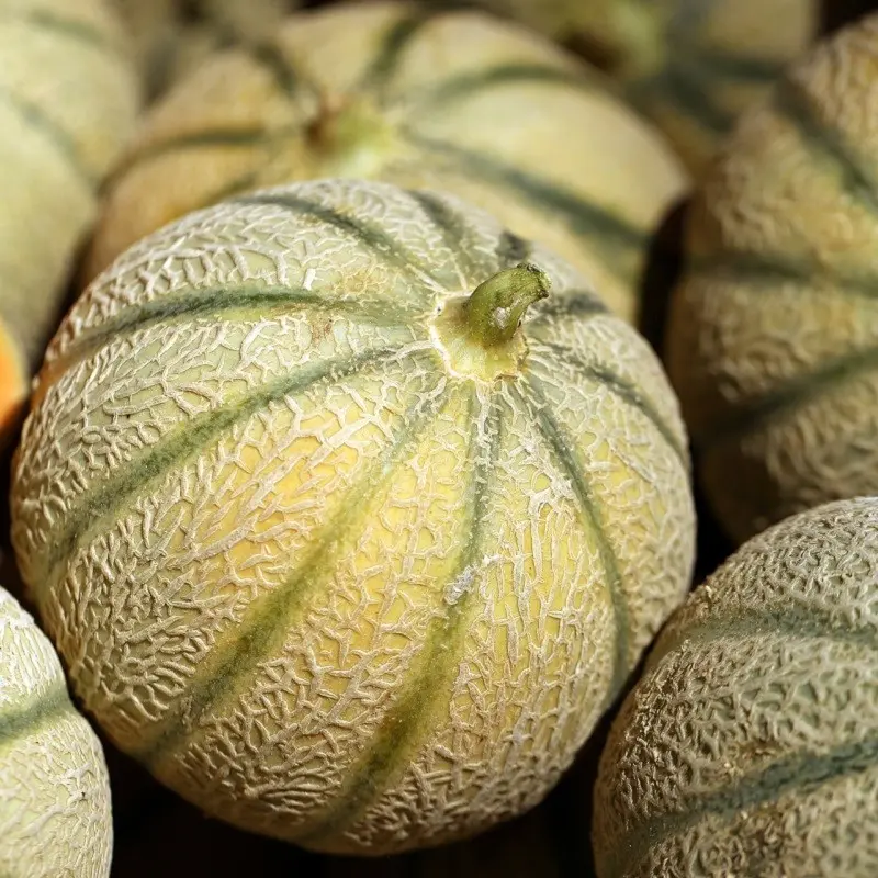 melon