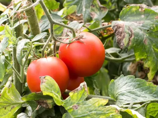 Tamate marmande au kg