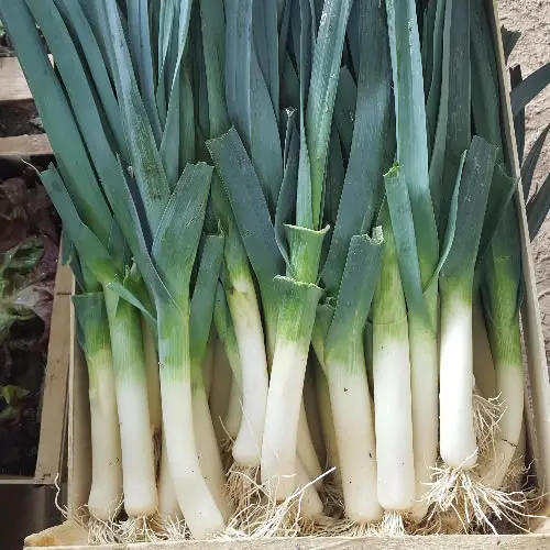 poireau botte de 1 kg
