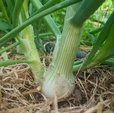 oignon blanc (botte de 1 kg)