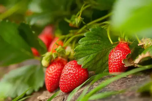 Fraise au kg