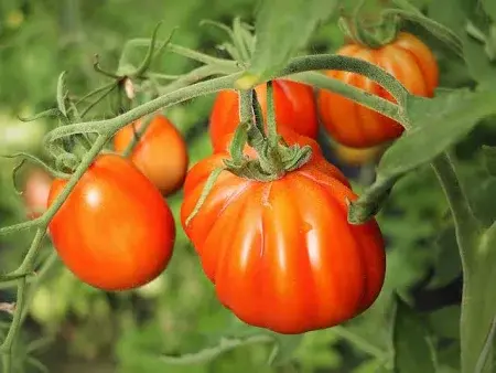 Tomate coeur de boeuf et marmande au KG